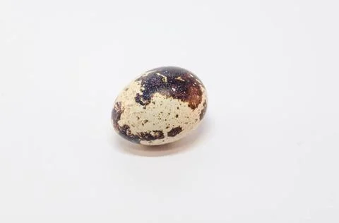 Quail Egg Quail egg exempted against white background. Copyright: xZoonar.... Stock Photos