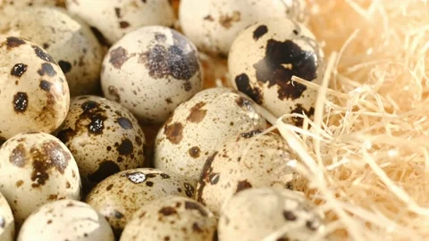 Quail egg, rotation shot, quail fresh raw eggs. Many fresh raw quail egg 4K Stock Footage 236006302