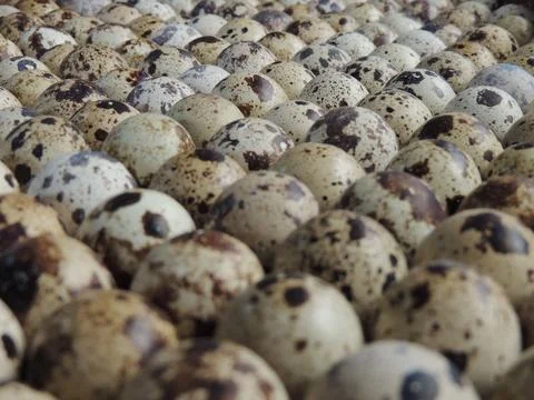 Quail egg texture, close-up of the shell, egg production Foto stock