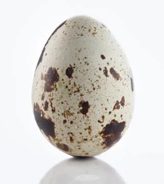Quail egg on a white background. Stock Photos