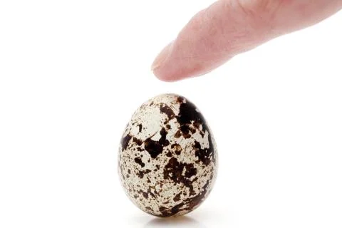 Quail egg on white background Stock Photos