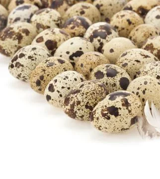 Quail egg on white Stock Photos