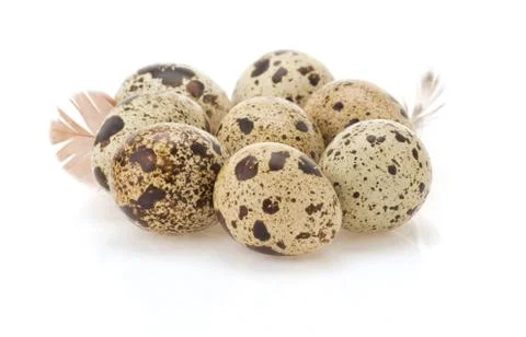 Quail egg on white Stock Photos