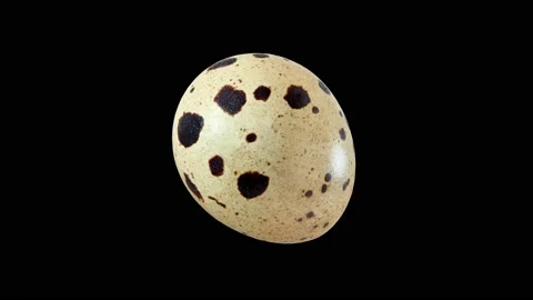 Quail egg, whole one spotted 库存影片 209565175