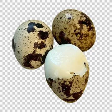 Quail eggs-04 Stock Photos