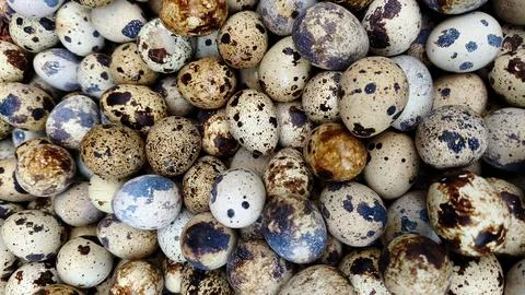 Quail eggs with abstract shell patterns Stock Photos