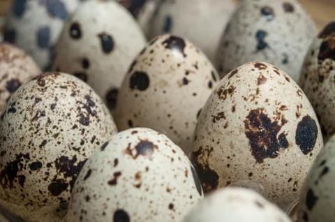 Quail eggs alignment in a plastic box Stock Photos