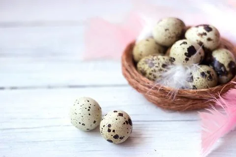 Quail eggs and feathers in small nest, on white wooden background with copy.. Stock Photos