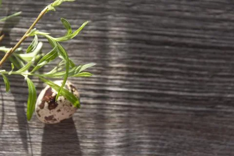 Quail eggs and a green willow branch are on a linen napkin, on a gray and woo Stock Photos