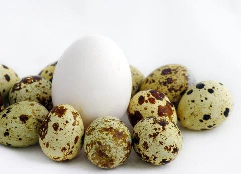 Quail Eggs and White Egg on Minimal Food Background Stock Photos