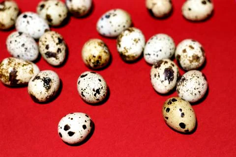 Quail eggs are randomly located on the left on a red background Stock Photos
