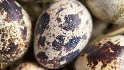 Quail eggs are rotating, close up, macro, selective focus, top view. Stock Footage 269499561