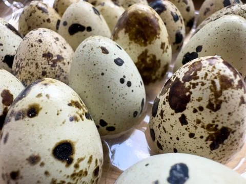 Quail eggs are a source of many nutrients Stock Photos
