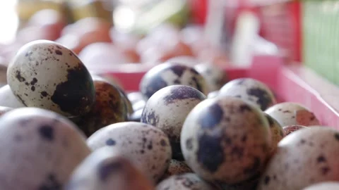 Quail eggs arranged in a plastic container under market lights, ready for Stock Footage 311046220