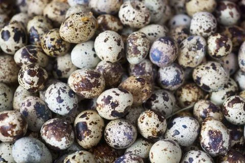 Quail eggs background Stock Photos