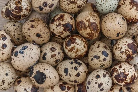 Quail eggs background Stock Photos