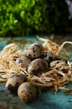 Quail eggs on blue textured surface with green blurred natural leaves background Stock Photos