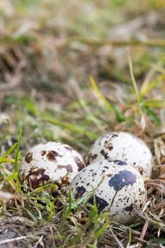 Quail eggs with blurred background Stock Photos
