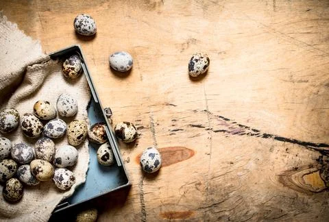 Quail eggs in the box. Stock Photos