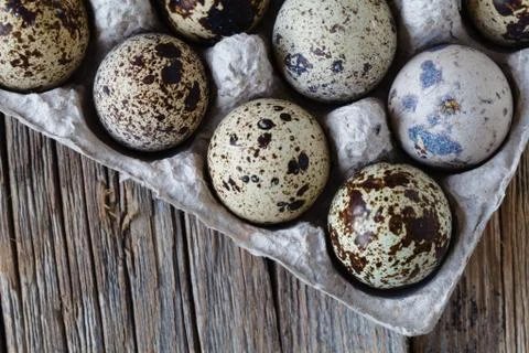 Quail eggs in cardboard packaging. Stock Photos