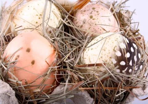 Quail eggs in the carrier with hay as easter decoration Stock Photos
