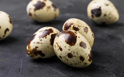 Quail eggs close-up on a dark background. Stock Photos