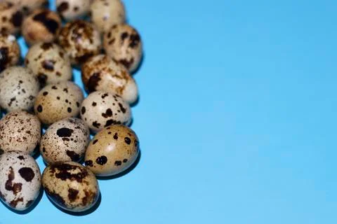 Quail eggs close-up on the left on a blue background Stock Photos