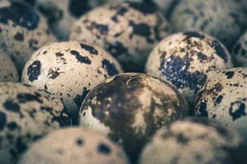 Quail Eggs Close-Up Stock Photos