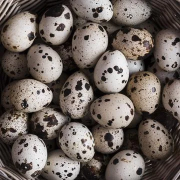 Quail eggs close up Stock Photos
