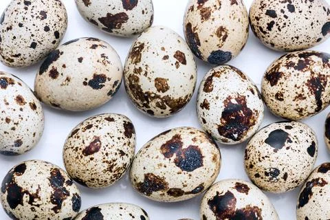Quail eggs close up on white background Stock Photos