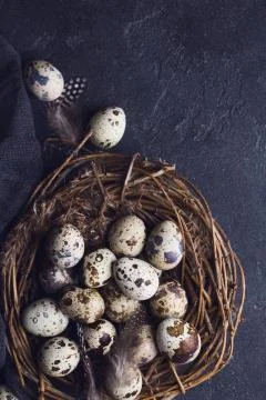 Quail eggs closeup Stock Photos