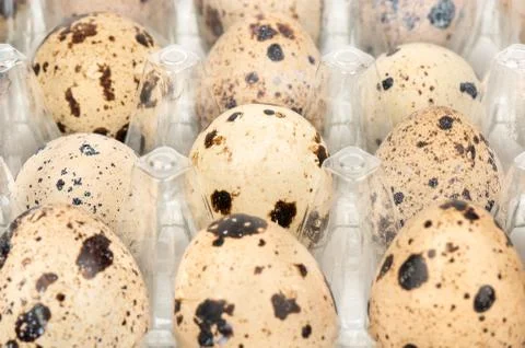 Quail eggs in the container Stock-Fotos