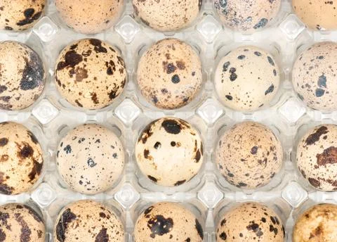 Quail eggs in the container Stock Photos