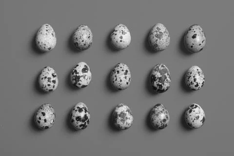 Quail eggs on a dark background, black and white photo, Top view food Stock Photos