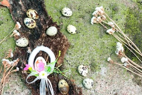 Quail eggs, decoration for Easter on the tree bark and moss, natural backgr.. Stock Photos