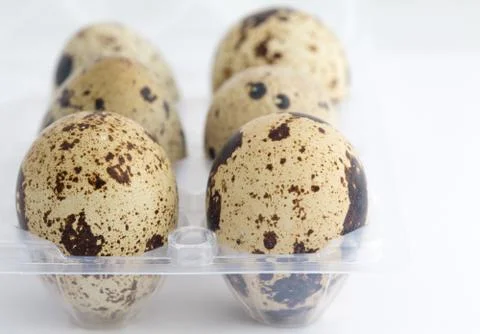Quail eggs on egg box Stock Photos