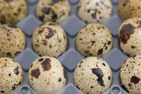 Quail eggs on egg box, top view, focus on front, black background Stock Photos