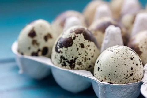 Quail eggs in an egg pack against a blue wooden background Stock Photos