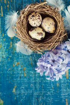 Quail eggs with feathers for easter decoration celebrations Stock Photos