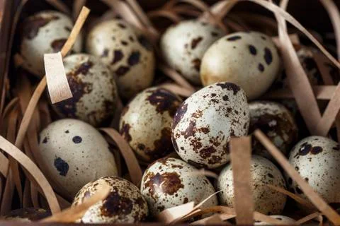 Quail eggs. Flat lay composition with small quail eggs on the natural wooden  Stock Photos