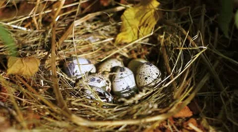 Quail eggs Stock Footage 10912919