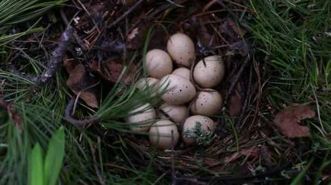Quail eggs Video stock 43750498