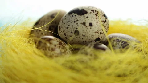 Quail eggs 库存影片 87019241