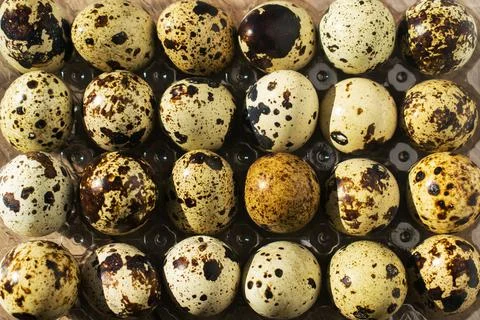 Quail eggs in the formwork. Stock Photos