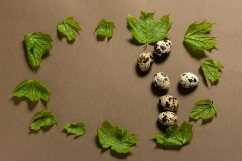 Quail eggs in a frame of maple leaves on a brown background. place for text Stock Photos