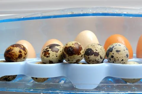 Quail eggs in the fridge Foto stock