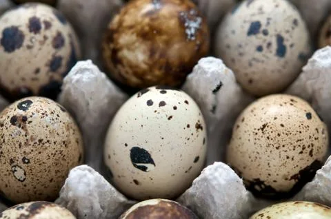 Quail eggs full frame, macro and close-up Stock Photos