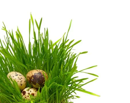 Quail eggs in the grass Stock Photos