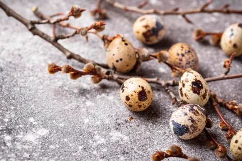 Quail eggs on grey  background Stock Photos