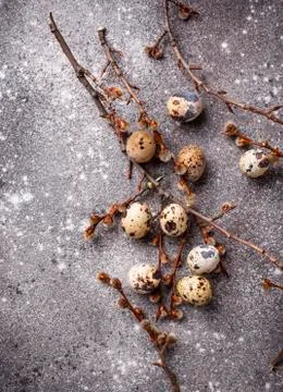 Quail eggs on grey  background Stock Photos